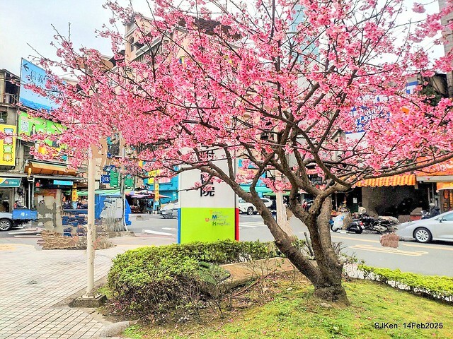 2025 雙北平地賞櫻系列第五拍 --- 北醫附設醫院櫻花(Cherryblossoms at Taipei Medical University Hospital), Taipei, Taiwan, SJKen, Feb 14, 2024. 2025 雙北平地賞櫻系列第五拍 --- 北醫附設醫院櫻花(Cherryblossoms at Taipei Medical University Hospital), Taipei, Taiwan, SJKen, Feb 14, 2024.