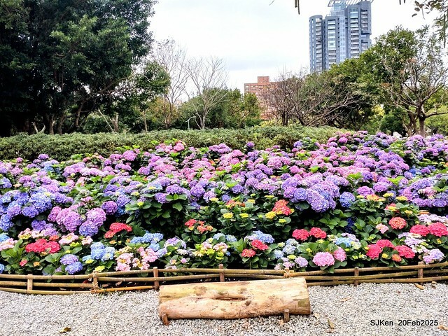 2025台北大安森林公園繡球花展(Hydrangeas exhibition at Da-An forest park), Taipei, Taiwan, SJKen, Feb 20, 2025. 2025台北大安森林公園繡球花展(Hydrangeas exhibition at Da-An forest park), Taipei, Taiwan, SJKen, Feb 20, 2025.