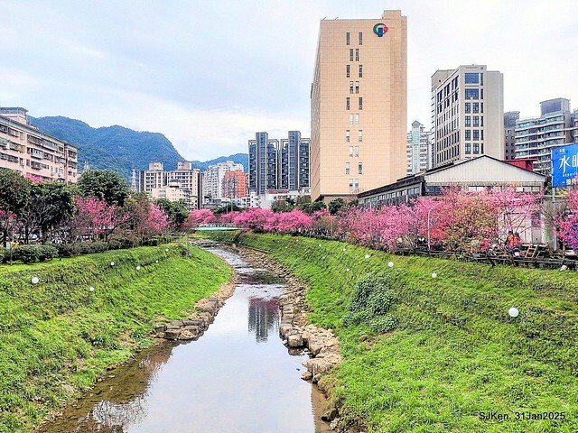 2025雙北平地賞櫻第四拍( --- 汐止文化櫻花季康誥溪櫻花大道(Cherry Blossoms at the creekside of Kangau creek), Hsingi district, Hsinpei city, SJKen, Jan 31, 2025.