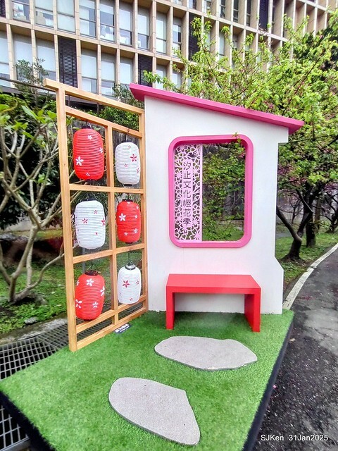 2025雙北平地賞櫻第四拍( --- 汐止文化櫻花季康誥溪櫻花大道(Cherry Blossoms at the creekside of Kangau creek), Hsingi district, Hsinpei city, SJKen, Jan 31, 2025.