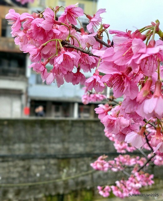 2025雙北平地賞櫻第四拍( --- 汐止文化櫻花季康誥溪櫻花大道(Cherry Blossoms at the creekside of Kangau creek), Hsingi district, Hsinpei city, SJKen, Jan 31, 2025.