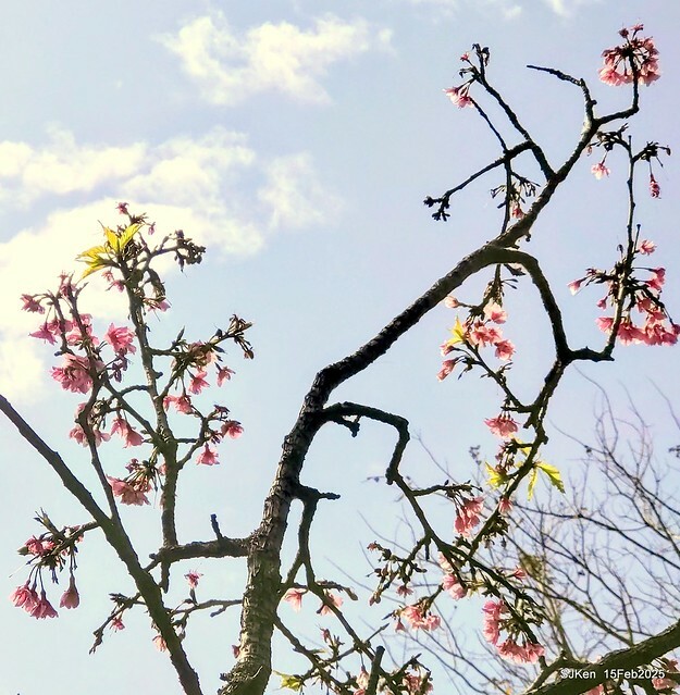 (2025 雙北平地賞櫻系列第六拍)「台北市政府北大門旁賞櫻」(Cherry Blossoms at north door of Taipei City Hall , Feb 15, 2025.