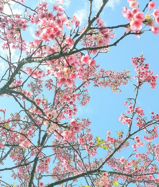 (2025 雙北平地賞櫻系列第六拍)「台北市政府北大門旁賞櫻」(Cherry Blossoms at north door of Taipei City Hall , Feb 15, 2025.