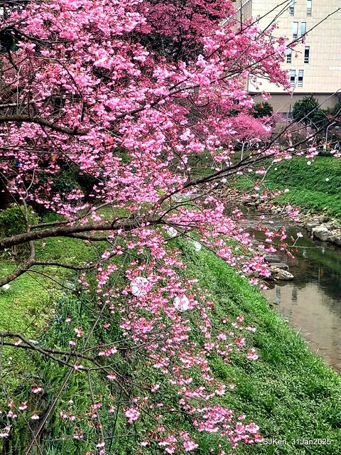 2025雙北平地賞櫻第四拍( --- 汐止文化櫻花季康誥溪櫻花大道(Cherry Blossoms at the creekside of Kangau creek), Hsingi district, Hsinpei city, SJKen, Jan 31, 2025.