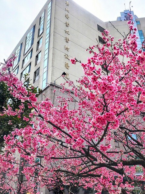 2025 雙北平地賞櫻系列第五拍 --- 北醫附設醫院櫻花(Cherryblossoms at Taipei Medical University Hospital), Taipei, Taiwan, SJKen, Feb 14, 2024. 2025 雙北平地賞櫻系列第五拍 --- 北醫附設醫院櫻花(Cherryblossoms at Taipei Medical University Hospital), Taipei, Taiwan, SJKen, Feb 14, 2024.