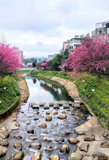 2025雙北平地賞櫻第四拍( --- 汐止文化櫻花季康誥溪櫻花大道(Cherry Blossoms at the creekside of Kangau creek), Hsingi district, Hsinpei city, SJKen, Jan 31, 2025.