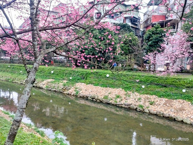 2025雙北平地賞櫻第四拍( --- 汐止文化櫻花季康誥溪櫻花大道(Cherry Blossoms at the creekside of Kangau creek), Hsingi district, Hsinpei city, SJKen, Jan 31, 2025.