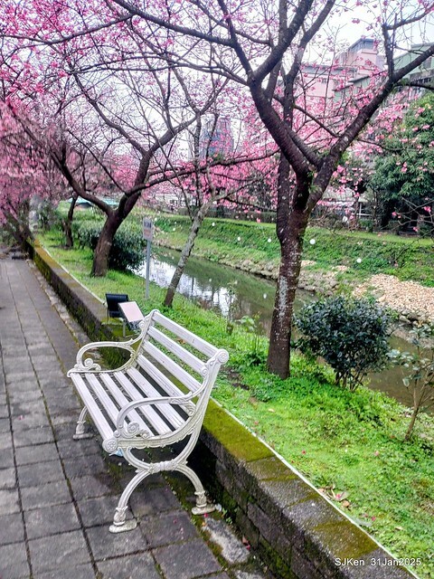2025雙北平地賞櫻第四拍( --- 汐止文化櫻花季康誥溪櫻花大道(Cherry Blossoms at the creekside of Kangau creek), Hsingi district, Hsinpei city, SJKen, Jan 31, 2025.
