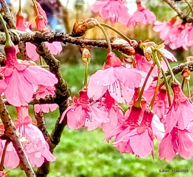 2025雙北平地賞櫻第四拍( --- 汐止文化櫻花季康誥溪櫻花大道(Cherry Blossoms at the creekside of Kangau creek), Hsingi district, Hsinpei city, SJKen, Jan 31, 2025.