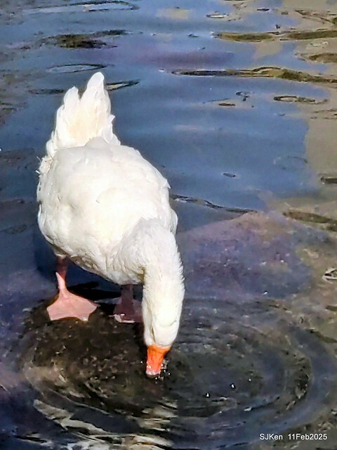 台北榮總忘憂湖水鳥與游魚(Waterbirds and fish at the lake of Taipei Veterans General Hospital),Taipie, Taiwan, SJKen, Feb 11, 2025. 台北榮總忘憂湖水鳥與游魚(Waterbirds and fish at the lake of Taipei Veterans General Hospital),Taipie, Taiwan, SJKen, Feb 11, 2025.