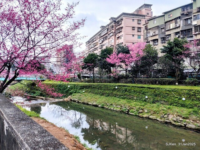 2025雙北平地賞櫻第四拍( --- 汐止文化櫻花季康誥溪櫻花大道(Cherry Blossoms at the creekside of Kangau creek), Hsingi district, Hsinpei city, SJKen, Jan 31, 2025.
