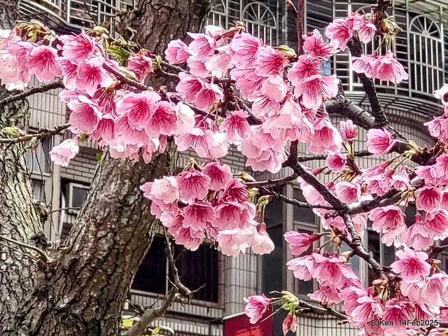 2025 雙北平地賞櫻系列第五拍 --- 北醫附設醫院櫻花(Cherryblossoms at Taipei Medical University Hospital), Taipei, Taiwan, SJKen, Feb 14, 2024. 2025 雙北平地賞櫻系列第五拍 --- 北醫附設醫院櫻花(Cherryblossoms at Taipei Medical University Hospital), Taipei, Taiwan, SJKen, Feb 14, 2024.