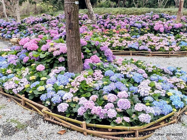 2025台北大安森林公園繡球花展(Hydrangeas exhibition at Da-An forest park), Taipei, Taiwan, SJKen, Feb 20, 2025. 2025台北大安森林公園繡球花展(Hydrangeas exhibition at Da-An forest park), Taipei, Taiwan, SJKen, Feb 20, 2025.