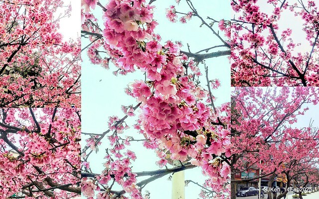 2025 雙北平地賞櫻系列第五拍 --- 北醫附設醫院櫻花(Cherryblossoms at Taipei Medical University Hospital), Taipei, Taiwan, SJKen, Feb 14, 2024. 2025 雙北平地賞櫻系列第五拍 --- 北醫附設醫院櫻花(Cherryblossoms at Taipei Medical University Hospital), Taipei, Taiwan, SJKen, Feb 14, 2024.