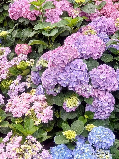 2025台北大安森林公園繡球花展(Hydrangeas exhibition at Da-An forest park), Taipei, Taiwan, SJKen, Feb 20, 2025. 2025台北大安森林公園繡球花展(Hydrangeas exhibition at Da-An forest park), Taipei, Taiwan, SJKen, Feb 20, 2025.