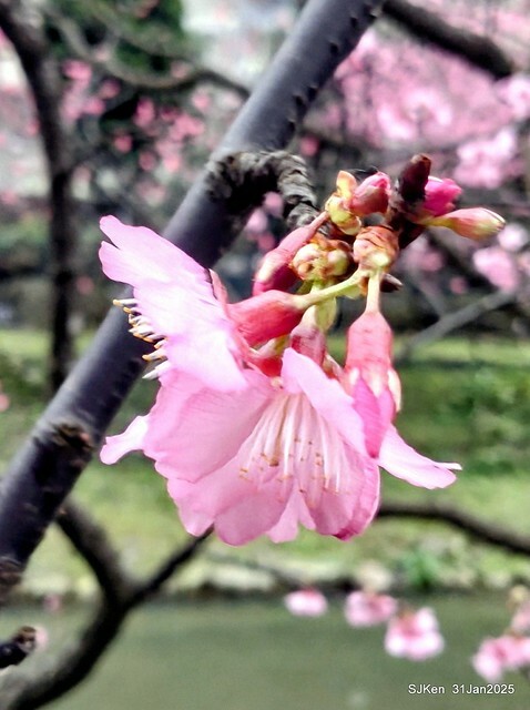 2025雙北平地賞櫻第四拍( --- 汐止文化櫻花季康誥溪櫻花大道(Cherry Blossoms at the creekside of Kangau creek), Hsingi district, Hsinpei city, SJKen, Jan 31, 2025.