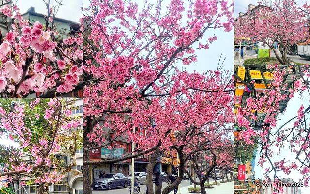 2025 雙北平地賞櫻系列第五拍 --- 北醫附設醫院櫻花(Cherryblossoms at Taipei Medical University Hospital), Taipei, Taiwan, SJKen, Feb 14, 2024. 2025 雙北平地賞櫻系列第五拍 --- 北醫附設醫院櫻花(Cherryblossoms at Taipei Medical University Hospital), Taipei, Taiwan, SJKen, Feb 14, 2024.