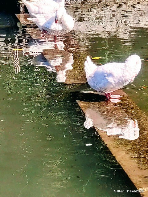 台北榮總忘憂湖水鳥與游魚(Waterbirds and fish at the lake of Taipei Veterans General Hospital),Taipie, Taiwan, SJKen, Feb 11, 2025. 台北榮總忘憂湖水鳥與游魚(Waterbirds and fish at the lake of Taipei Veterans General Hospital),Taipie, Taiwan, SJKen, Feb 11, 2025.