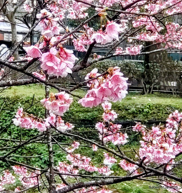 2025雙北平地賞櫻第四拍( --- 汐止文化櫻花季康誥溪櫻花大道(Cherry Blossoms at the creekside of Kangau creek), Hsingi district, Hsinpei city, SJKen, Jan 31, 2025.