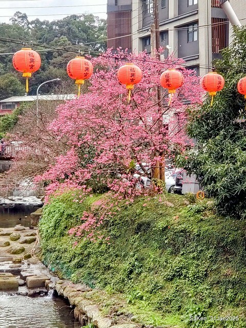 2025雙北平地賞櫻第四拍( --- 汐止文化櫻花季康誥溪櫻花大道(Cherry Blossoms at the creekside of Kangau creek), Hsingi district, Hsinpei city, SJKen, Jan 31, 2025.