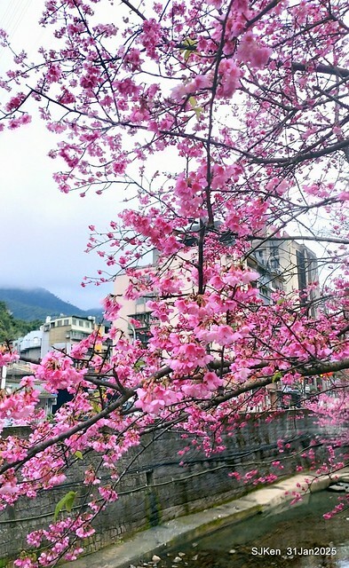 2025雙北平地賞櫻第四拍( --- 汐止文化櫻花季康誥溪櫻花大道(Cherry Blossoms at the creekside of Kangau creek), Hsingi district, Hsinpei city, SJKen, Jan 31, 2025.