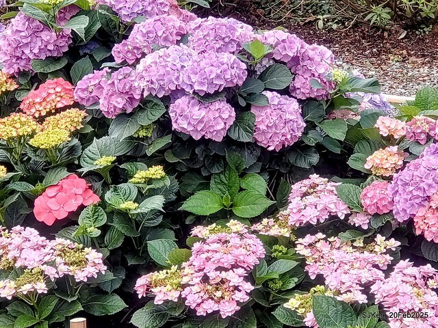 2025台北大安森林公園繡球花展(Hydrangeas exhibition at Da-An forest park), Taipei, Taiwan, SJKen, Feb 20, 2025. 2025台北大安森林公園繡球花展(Hydrangeas exhibition at Da-An forest park), Taipei, Taiwan, SJKen, Feb 20, 2025.