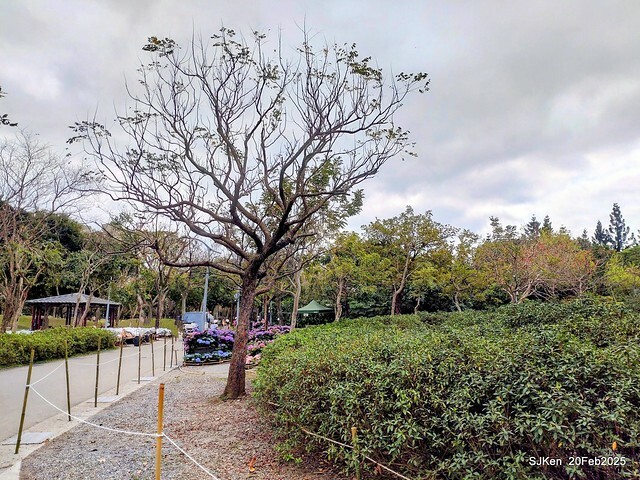 2025台北大安森林公園繡球花展(Hydrangeas exhibition at Da-An forest park), Taipei, Taiwan, SJKen, Feb 20, 2025. 2025台北大安森林公園繡球花展(Hydrangeas exhibition at Da-An forest park), Taipei, Taiwan, SJKen, Feb 20, 2025.