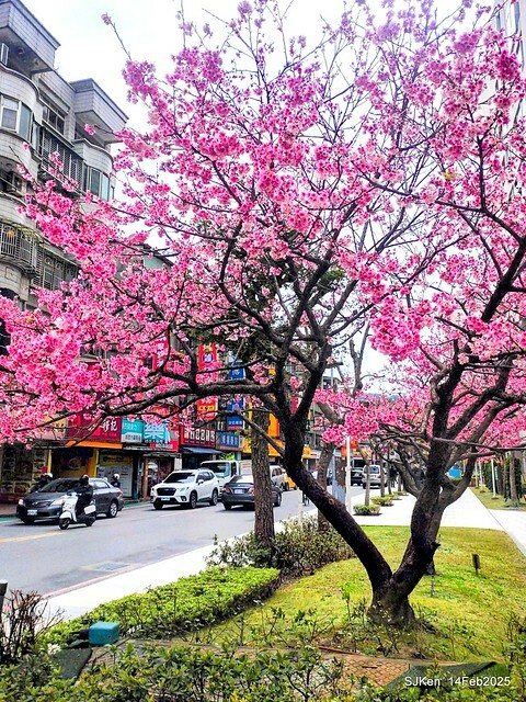 2025 雙北平地賞櫻系列第五拍 --- 北醫附設醫院櫻花(Cherryblossoms at Taipei Medical University Hospital), Taipei, Taiwan, SJKen, Feb 14, 2024. 2025 雙北平地賞櫻系列第五拍 --- 北醫附設醫院櫻花(Cherryblossoms at Taipei Medical University Hospital), Taipei, Taiwan, SJKen, Feb 14, 2024.