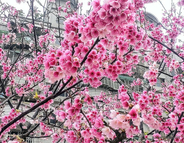 2025 雙北平地賞櫻系列第五拍 --- 北醫附設醫院櫻花(Cherryblossoms at Taipei Medical University Hospital), Taipei, Taiwan, SJKen, Feb 14, 2024. 2025 雙北平地賞櫻系列第五拍 --- 北醫附設醫院櫻花(Cherryblossoms at Taipei Medical University Hospital), Taipei, Taiwan, SJKen, Feb 14, 2024.