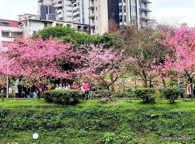 2025雙北平地賞櫻第四拍( --- 汐止文化櫻花季康誥溪櫻花大道(Cherry Blossoms at the creekside of Kangau creek), Hsingi district, Hsinpei city, SJKen, Jan 31, 2025.