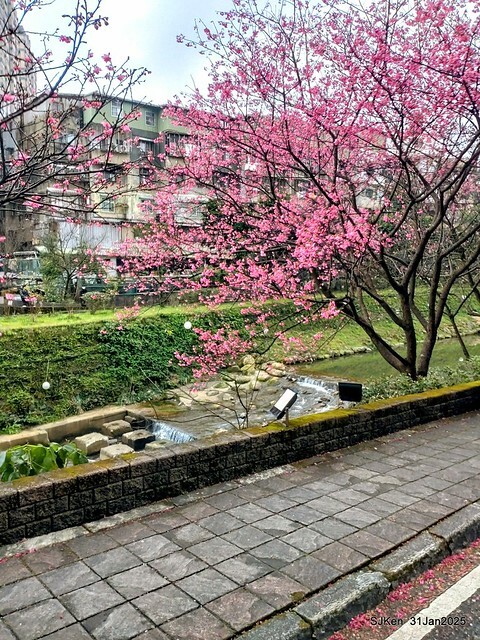2025雙北平地賞櫻第四拍( --- 汐止文化櫻花季康誥溪櫻花大道(Cherry Blossoms at the creekside of Kangau creek), Hsingi district, Hsinpei city, SJKen, Jan 31, 2025.