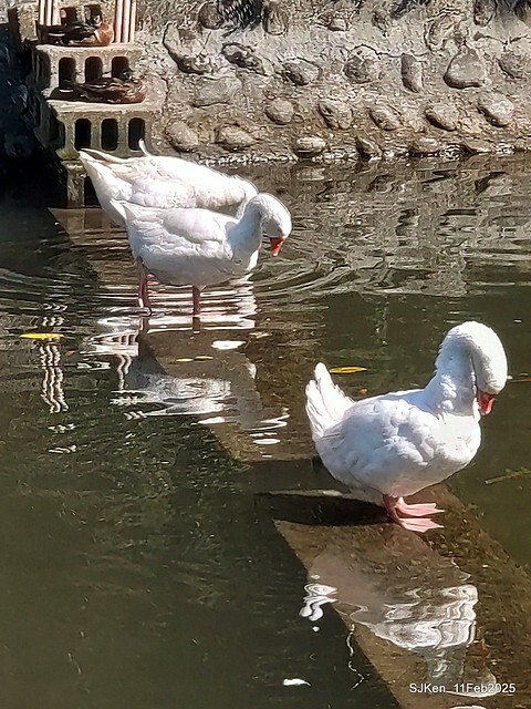 台北榮總忘憂湖水鳥與游魚(Waterbirds and fish at the lake of Taipei Veterans General Hospital),Taipie, Taiwan, SJKen, Feb 11, 2025. 台北榮總忘憂湖水鳥與游魚(Waterbirds and fish at the lake of Taipei Veterans General Hospital),Taipie, Taiwan, SJKen, Feb 11, 2025.