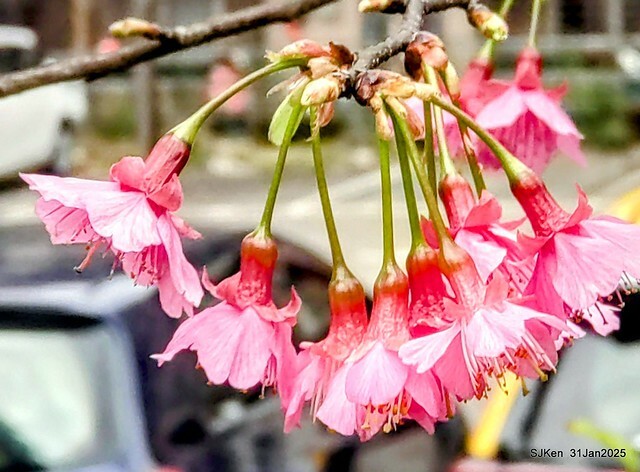 2025雙北平地賞櫻第四拍( --- 汐止文化櫻花季康誥溪櫻花大道(Cherry Blossoms at the creekside of Kangau creek), Hsingi district, Hsinpei city, SJKen, Jan 31, 2025.