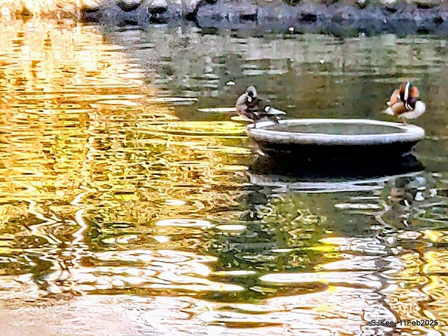 台北榮總忘憂湖水鳥與游魚(Waterbirds and fish at the lake of Taipei Veterans General Hospital),Taipie, Taiwan, SJKen, Feb 11, 2025. 台北榮總忘憂湖水鳥與游魚(Waterbirds and fish at the lake of Taipei Veterans General Hospital),Taipie, Taiwan, SJKen, Feb 11, 2025.