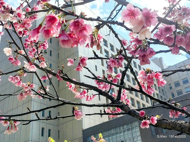 (2025 雙北平地賞櫻系列第六拍)「台北市政府北大門旁賞櫻」(Cherry Blossoms at north door of Taipei City Hall , Feb 15, 2025.