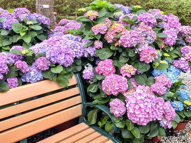 2025台北大安森林公園繡球花展(Hydrangeas exhibition at Da-An forest park), Taipei, Taiwan, SJKen, Feb 20, 2025. 2025台北大安森林公園繡球花展(Hydrangeas exhibition at Da-An forest park), Taipei, Taiwan, SJKen, Feb 20, 2025.