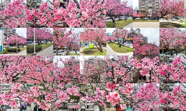 2025 雙北平地賞櫻系列第五拍 --- 北醫附設醫院櫻花(Cherryblossoms at Taipei Medical University Hospital), Taipei, Taiwan, SJKen, Feb 14, 2024. 2025 雙北平地賞櫻系列第五拍 --- 北醫附設醫院櫻花(Cherryblossoms at Taipei Medical University Hospital), Taipei, Taiwan, SJKen, Feb 14, 2024.