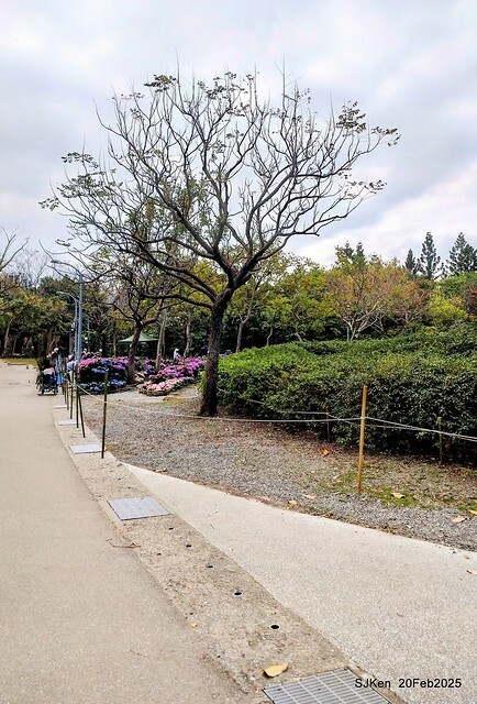 2025台北大安森林公園繡球花展(Hydrangeas exhibition at Da-An forest park), Taipei, Taiwan, SJKen, Feb 20, 2025. 2025台北大安森林公園繡球花展(Hydrangeas exhibition at Da-An forest park), Taipei, Taiwan, SJKen, Feb 20, 2025.