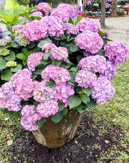 2025台北大安森林公園繡球花展(Hydrangeas exhibition at Da-An forest park), Taipei, Taiwan, SJKen, Feb 20, 2025. 2025台北大安森林公園繡球花展(Hydrangeas exhibition at Da-An forest park), Taipei, Taiwan, SJKen, Feb 20, 2025.