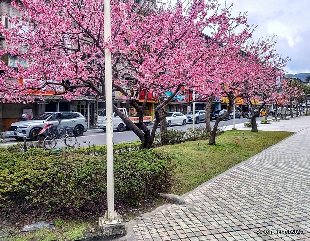 2025 雙北平地賞櫻系列第五拍 --- 北醫附設醫院櫻花(Cherryblossoms at Taipei Medical University Hospital), Taipei, Taiwan, SJKen, Feb 14, 2024. 2025 雙北平地賞櫻系列第五拍 --- 北醫附設醫院櫻花(Cherryblossoms at Taipei Medical University Hospital), Taipei, Taiwan, SJKen, Feb 14, 2024.