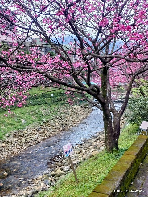2025雙北平地賞櫻第四拍( --- 汐止文化櫻花季康誥溪櫻花大道(Cherry Blossoms at the creekside of Kangau creek), Hsingi district, Hsinpei city, SJKen, Jan 31, 2025.