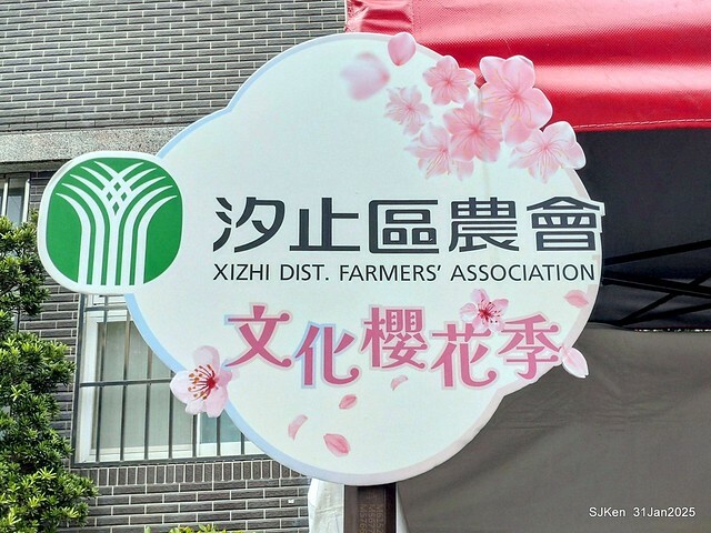 2025雙北平地賞櫻第四拍( --- 汐止文化櫻花季康誥溪櫻花大道(Cherry Blossoms at the creekside of Kangau creek), Hsingi district, Hsinpei city, SJKen, Jan 31, 2025.
