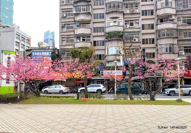2025 雙北平地賞櫻系列第五拍 --- 北醫附設醫院櫻花(Cherryblossoms at Taipei Medical University Hospital), Taipei, Taiwan, SJKen, Feb 14, 2024. 2025 雙北平地賞櫻系列第五拍 --- 北醫附設醫院櫻花(Cherryblossoms at Taipei Medical University Hospital), Taipei, Taiwan, SJKen, Feb 14, 2024.