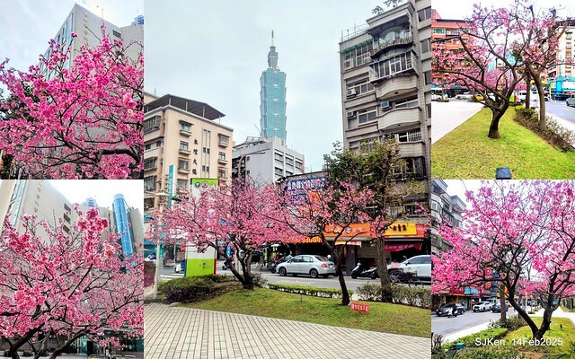 2025 雙北平地賞櫻系列第五拍 --- 北醫附設醫院櫻花(Cherryblossoms at Taipei Medical University Hospital), Taipei, Taiwan, SJKen, Feb 14, 2024. 2025 雙北平地賞櫻系列第五拍 --- 北醫附設醫院櫻花(Cherryblossoms at Taipei Medical University Hospital), Taipei, Taiwan, SJKen, Feb 14, 2024.