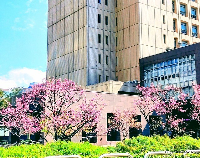 (2025 雙北平地賞櫻系列第六拍)「台北市政府北大門旁賞櫻」(Cherry Blossoms at north door of Taipei City Hall , Feb 15, 2025.