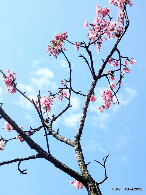 (2025 雙北平地賞櫻系列第六拍)「台北市政府北大門旁賞櫻」(Cherry Blossoms at north door of Taipei City Hall , Feb 15, 2025.