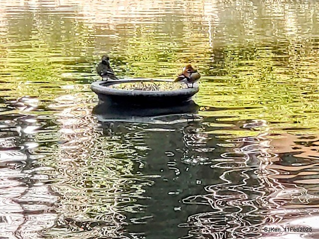 台北榮總忘憂湖水鳥與游魚(Waterbirds and fish at the lake of Taipei Veterans General Hospital),Taipie, Taiwan, SJKen, Feb 11, 2025. 台北榮總忘憂湖水鳥與游魚(Waterbirds and fish at the lake of Taipei Veterans General Hospital),Taipie, Taiwan, SJKen, Feb 11, 2025.