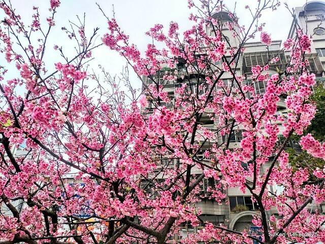 2025 雙北平地賞櫻系列第五拍 --- 北醫附設醫院櫻花(Cherryblossoms at Taipei Medical University Hospital), Taipei, Taiwan, SJKen, Feb 14, 2024. 2025 雙北平地賞櫻系列第五拍 --- 北醫附設醫院櫻花(Cherryblossoms at Taipei Medical University Hospital), Taipei, Taiwan, SJKen, Feb 14, 2024.