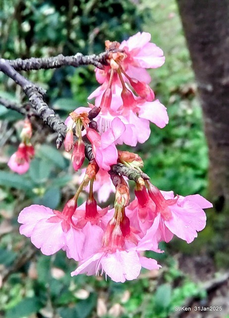 2025雙北平地賞櫻第四拍( --- 汐止文化櫻花季康誥溪櫻花大道(Cherry Blossoms at the creekside of Kangau creek), Hsingi district, Hsinpei city, SJKen, Jan 31, 2025.