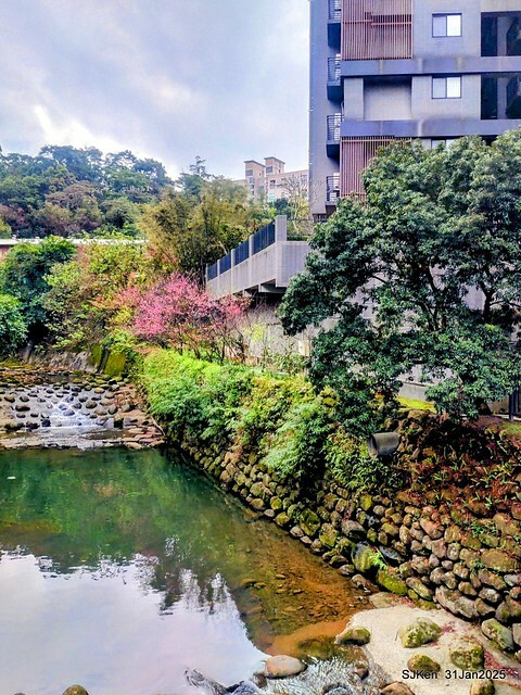 2025雙北平地賞櫻第四拍( --- 汐止文化櫻花季康誥溪櫻花大道(Cherry Blossoms at the creekside of Kangau creek), Hsingi district, Hsinpei city, SJKen, Jan 31, 2025.